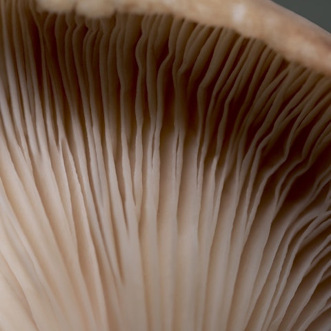 BABOR - Crème anti-stress aux champignons - 50 ml